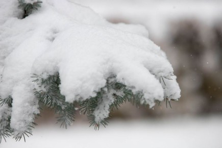 ������� �� ���������: ����������� ����������� ���� ������ ������