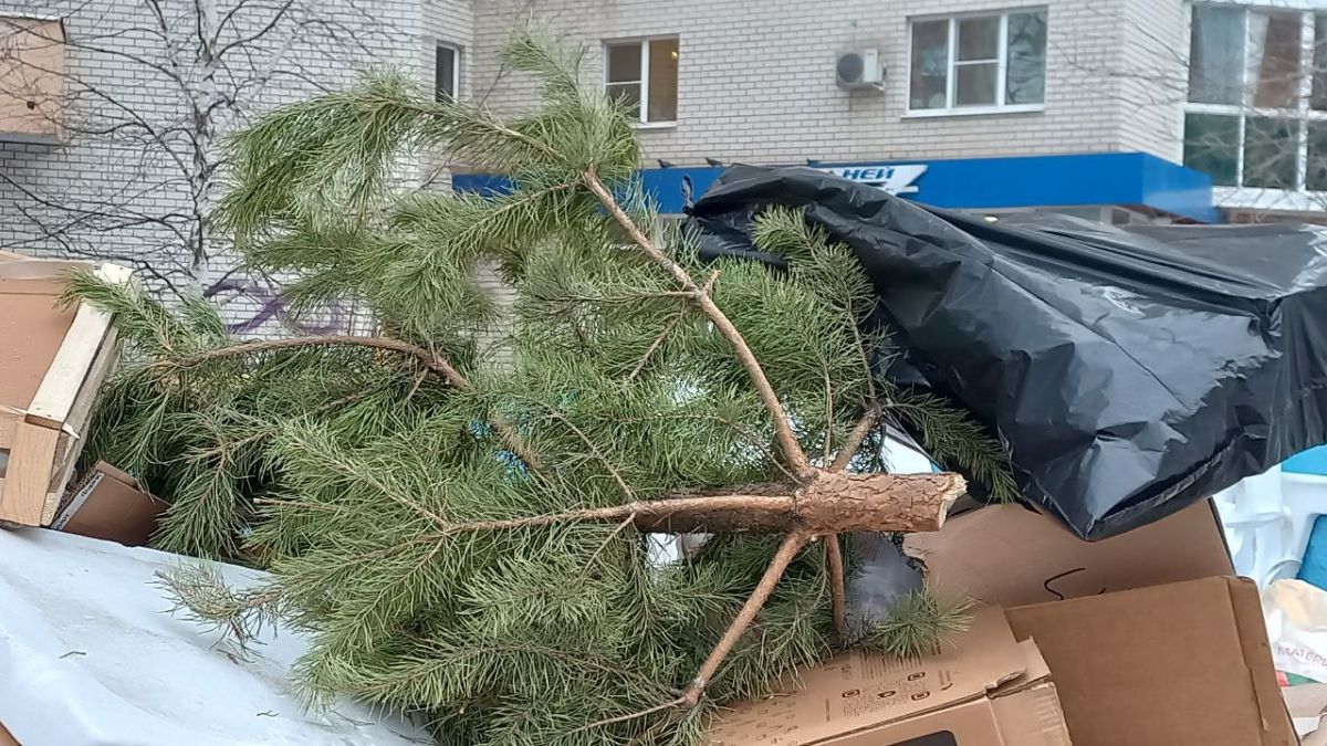 Старого Нового года не ждут: воронежцы выбрасывают праздничные ели