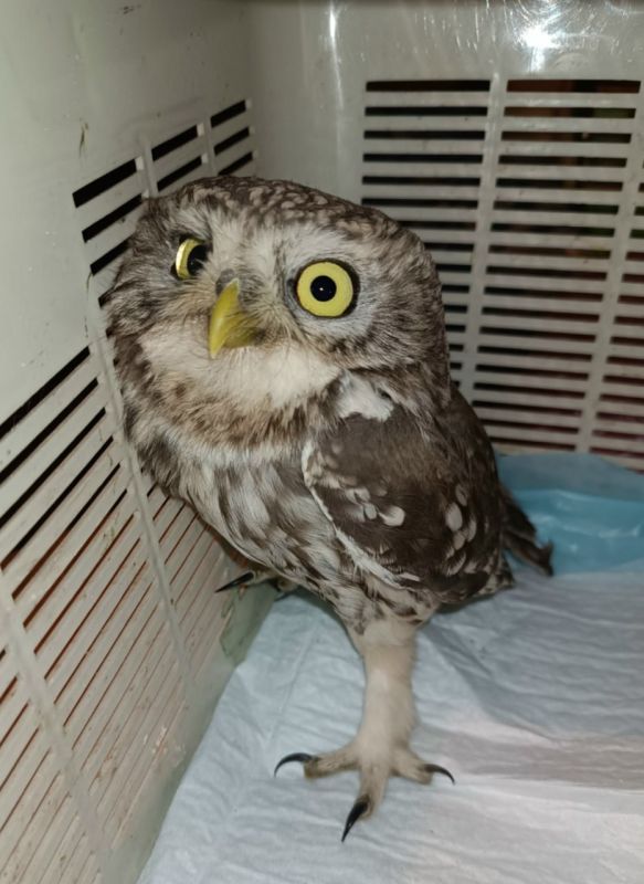 Воронежские волонтеры вылечили домового сыча с черепно-мозговой травмой