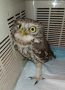 Воронежские волонтеры вылечили домового сыча с черепно-мозговой травмой