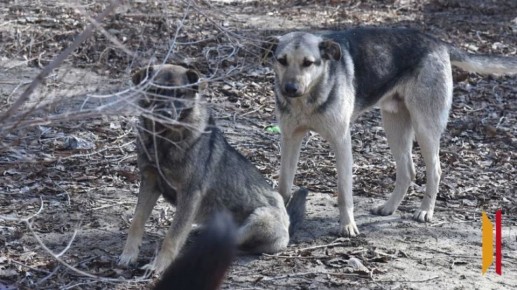 � �������� ������� ������ �� ��������� 2 ����������� �����: �����