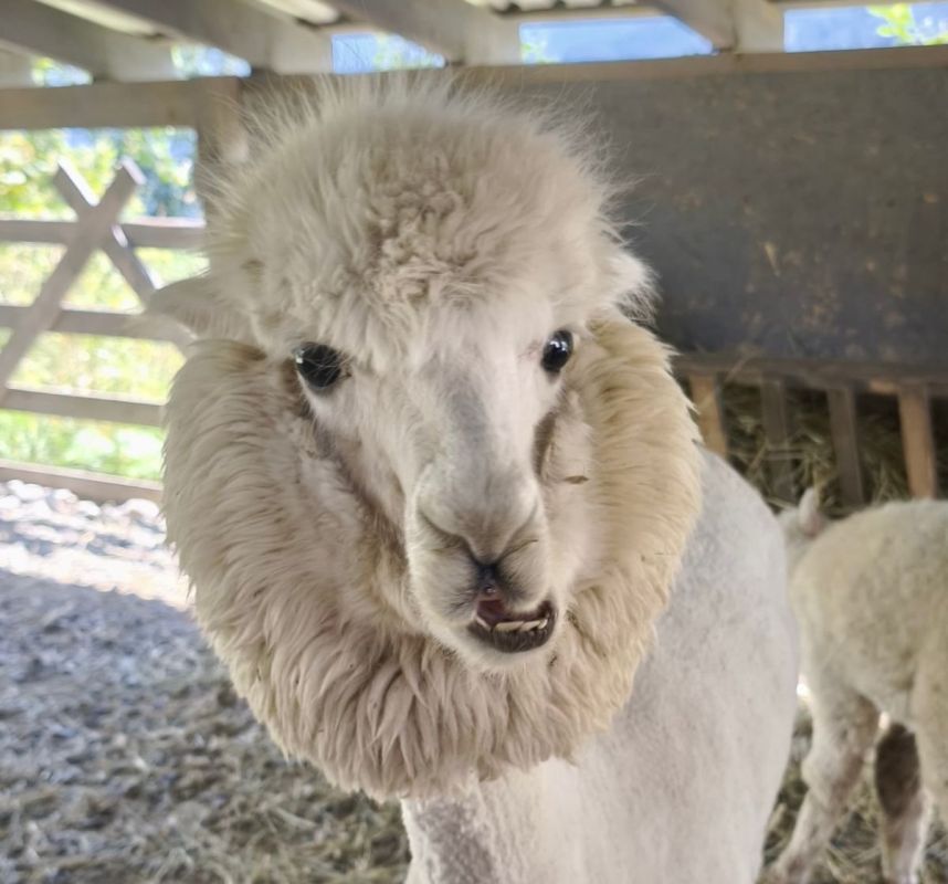 Четыре альпака из Воронежской области обрели новый дом