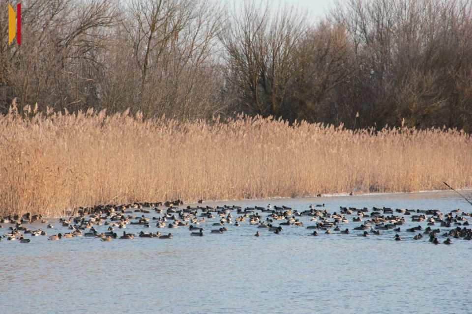 Добро в мелочах: петропавловцы помогают уткам на Толучеевке