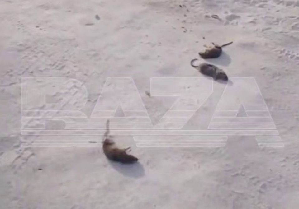 Крысы леденеют, насосы стынут: воронежец Кобзев вступил в бой с сибирской зимой