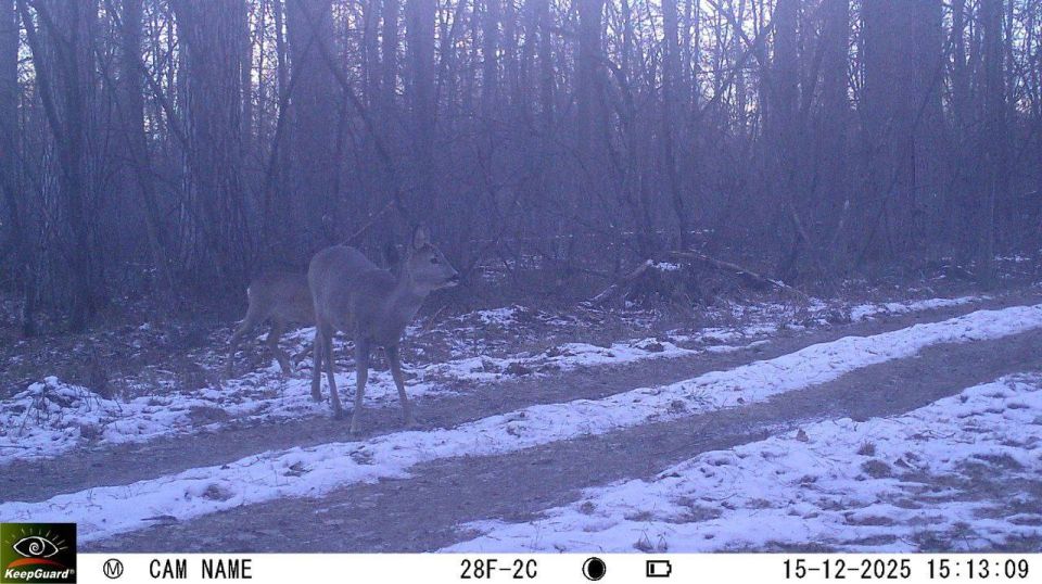В Воронежском заповеднике любопытный косуленок изучал фотоловушку