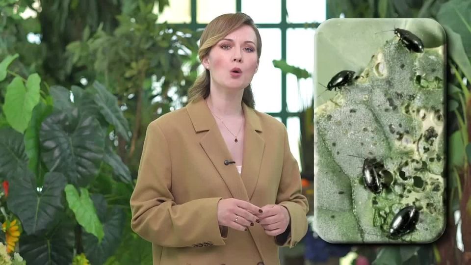 Синяя льняная блошка: распространение, вредоносность и меры защиты