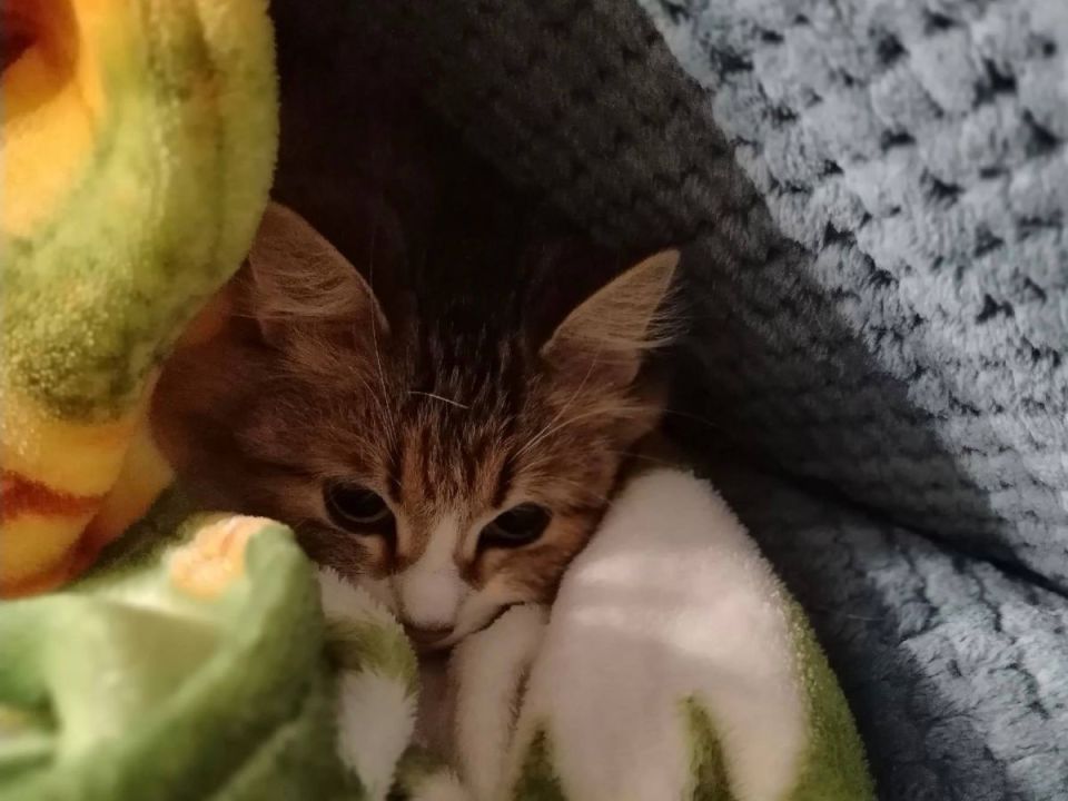 � ���������� ������ ��������� �������� ��� �����, ������� � �������� ����