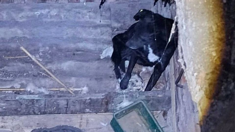 � �������� ������ ���, �������������� � ������ ������������ ����