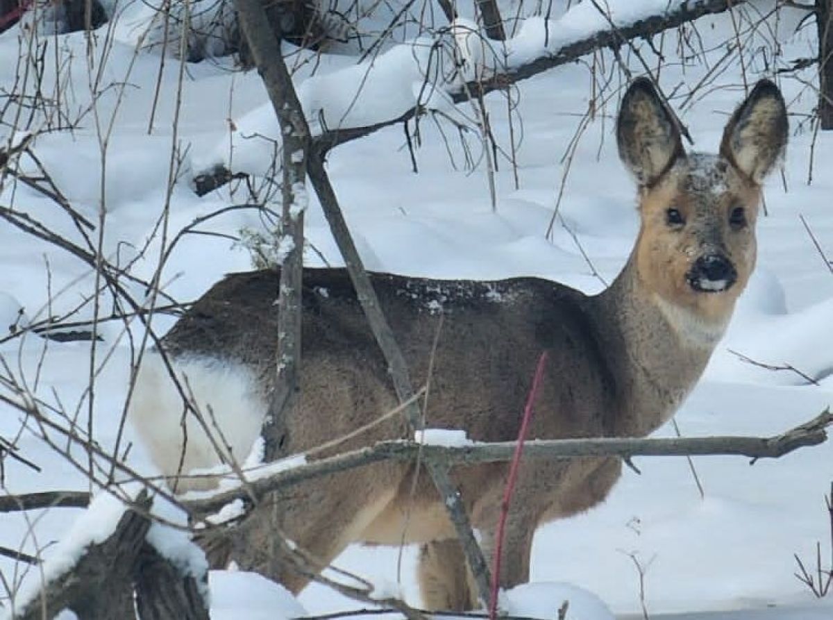Новый «ученик»: косуля заглянула на территорию школы в Воронежской области