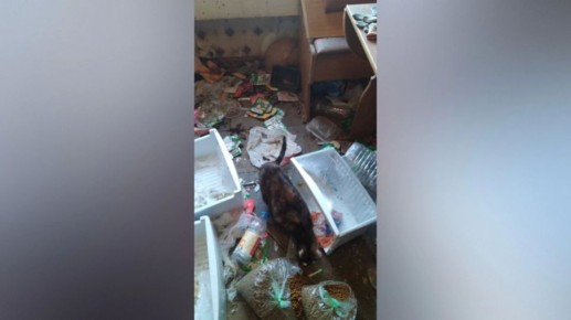 В квартире умершего воронежца обнаружили огромное количество кошек
