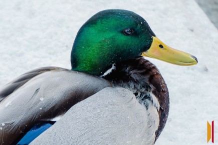 Кряквы на зимовке в пруду в Центральном парке