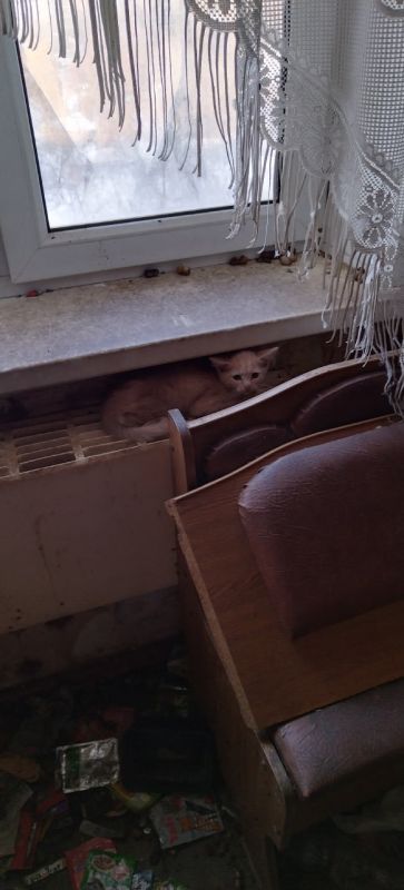 В квартире умершего воронежца обнаружили огромное количество кошек