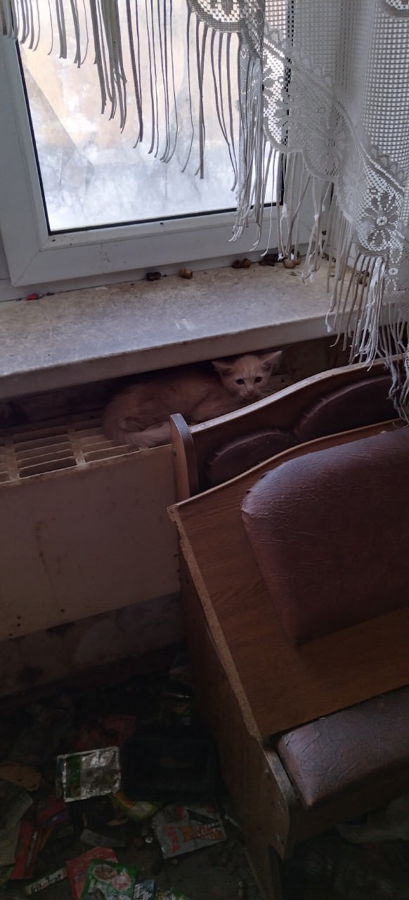 В квартире умершего воронежца обнаружили огромное количество кошек