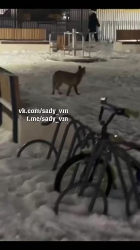 Лисичка прогулялась по ЖК «Яблоневые сады»