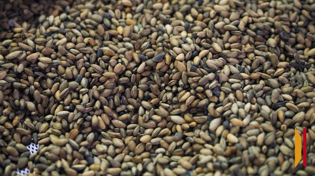 В 2025 году в Воронежской области выявили 73 нарушения при продаже пакетированных семян