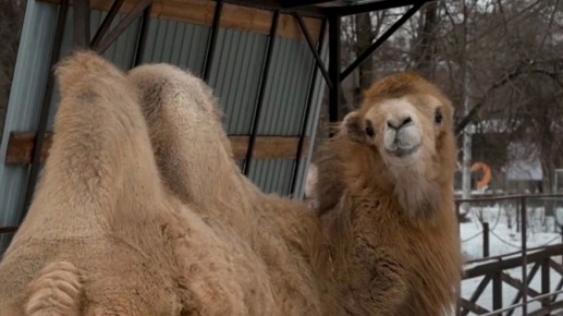 Жителям региона показали, как животные в Воронежском зоопарке переживают холода