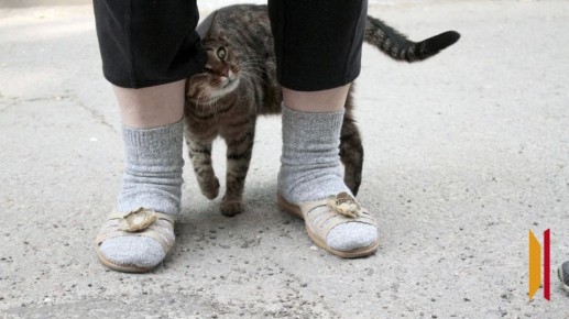 В Воронеже хозяйка выбросила кошку с одного из верхних этажей многоэтажки