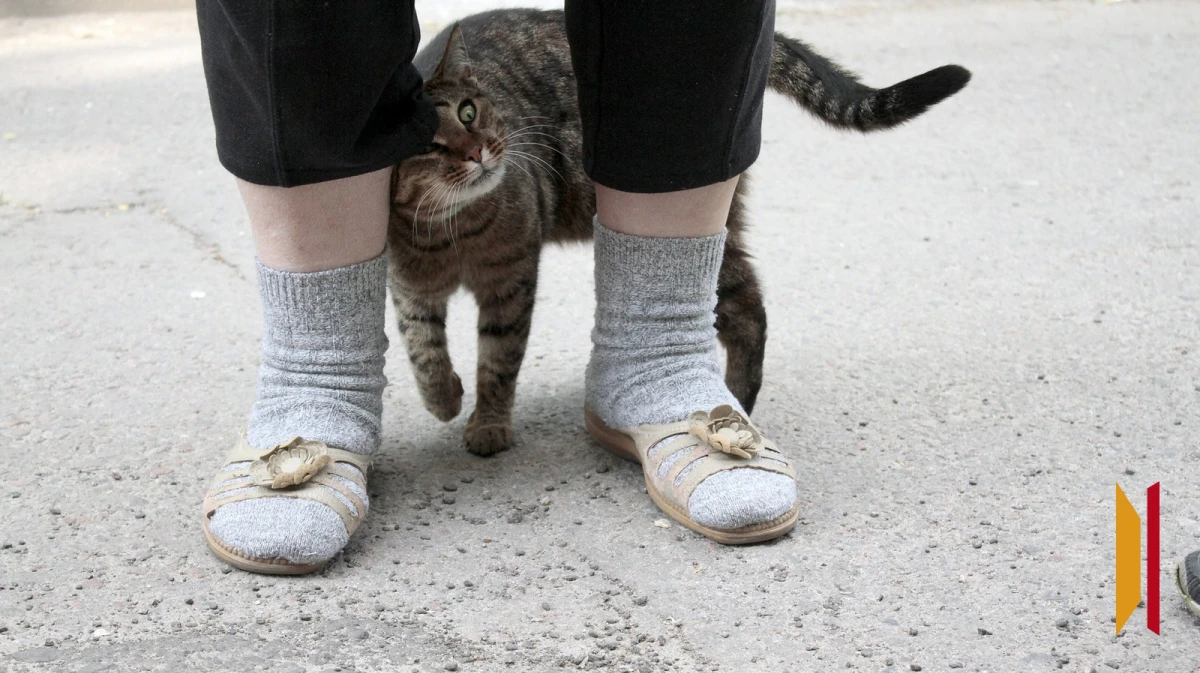 В Воронеже хозяйка выбросила кошку с одного из верхних этажей многоэтажки