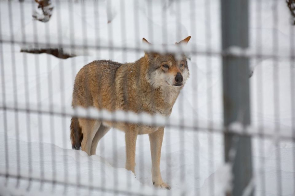 Волчья стая наводит страх в Борисоглебском районе