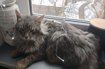 В Россоши благополучно завершилась история с пропажей кота по кличке Бося