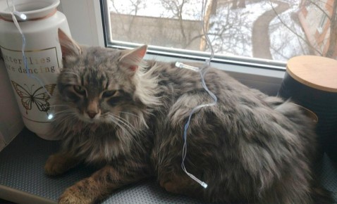 ���� ����, ���������� �� ������ � �������, �����