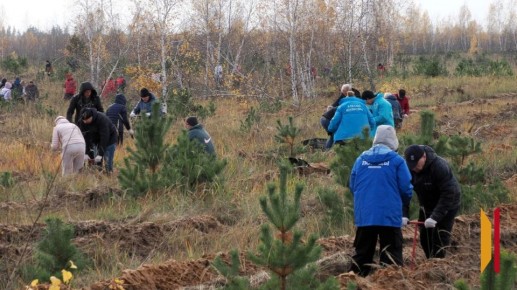 В Воронежской области в 2026 году посадят 1929 га леса