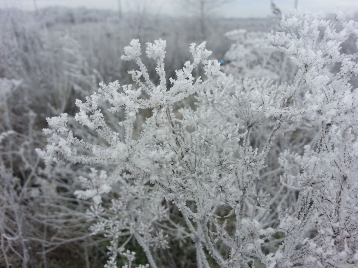 Снегопад задержится в Воронежской области до воскресного утра