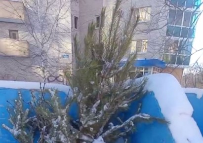 «Отправилась на покой в феврале»: на мусорке Воронежа заметили ёлку-долгожительницу