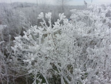Морозы до -33 градусов ожидают воронежцев