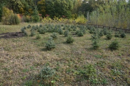 Площадь лесовосстановления в регионе превысила вырубку в 2,3 раза