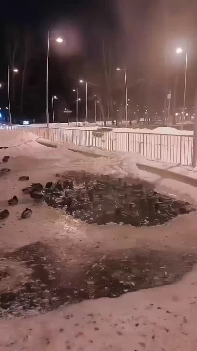 Воронежцев обеспокоила судьба уток в Центральном парке