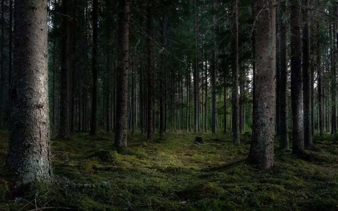 В Воронежской области 465 га Новохоперского лесничества перешли в категорию особо охраняемых