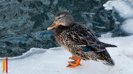 �������� ������������� ���� ���������������� ��������� ���� � ����������� ����������� �����