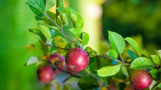 ������������ ������������� ����� �������� ���������