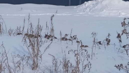 ����� ������ ��������: �� �������� ���������� �������� ��������