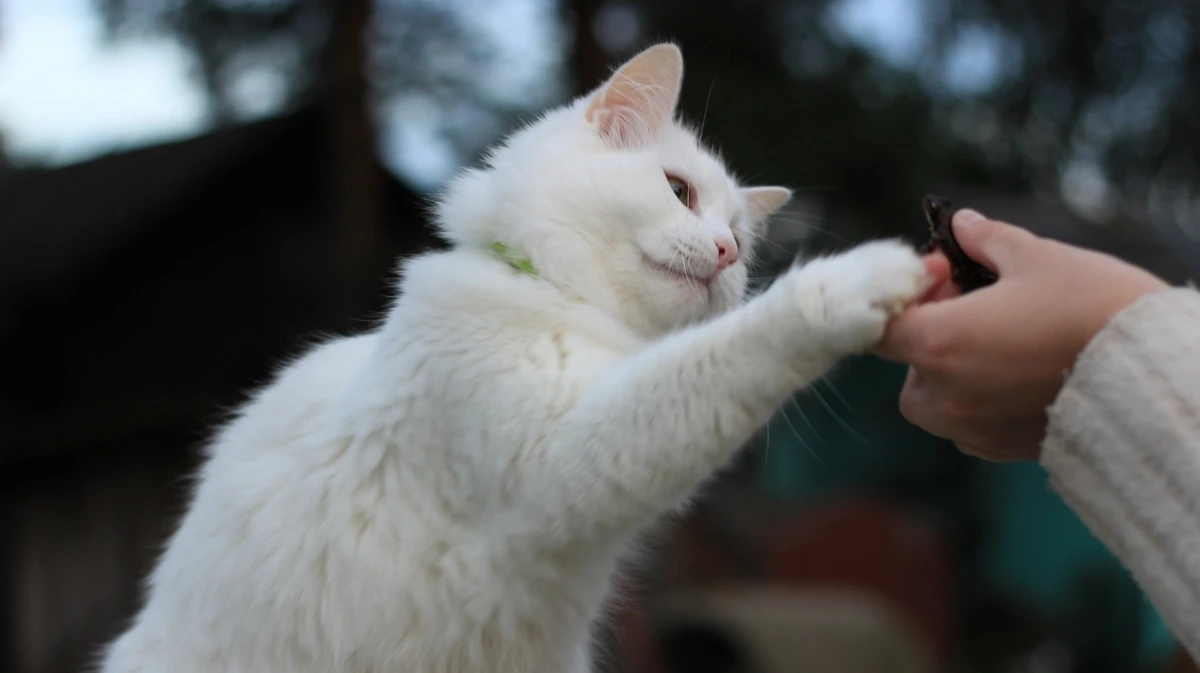 У приютов и зооволонтеров появится больше возможностей пристроить животных