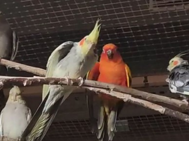 �������� ���������: ����������� ������� ����������� ����� � ���������-��������������