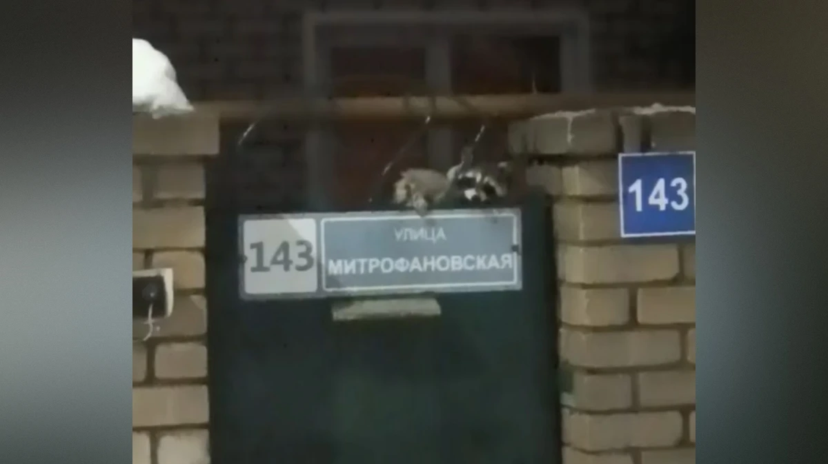 В пригороде Воронежа заметили маленького енота: видео