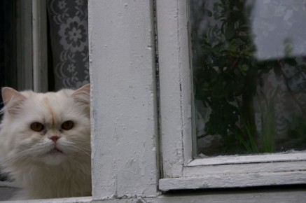 Причиной введения карантина по бешенству в Новогремяченском стали зараженные кошка и лисица