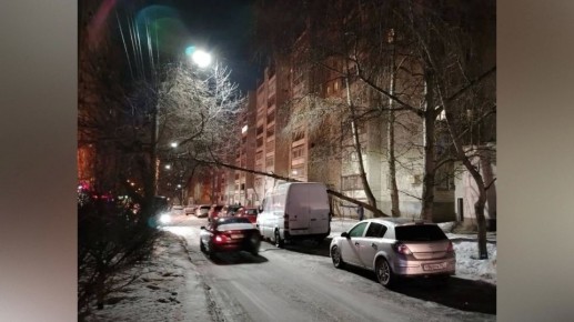 В Воронеже сильный ветер повалил 30 деревьев 16 февраля