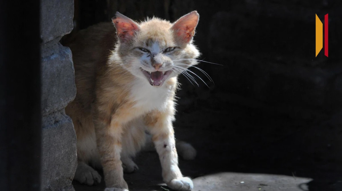 За январь 2026 года в Воронежской области зарегистрировали 6 случаев бешенства