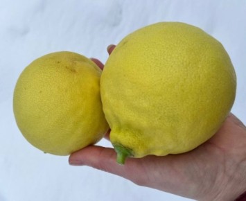 � ����������� ������� ��������� ������-������� ����� ����������