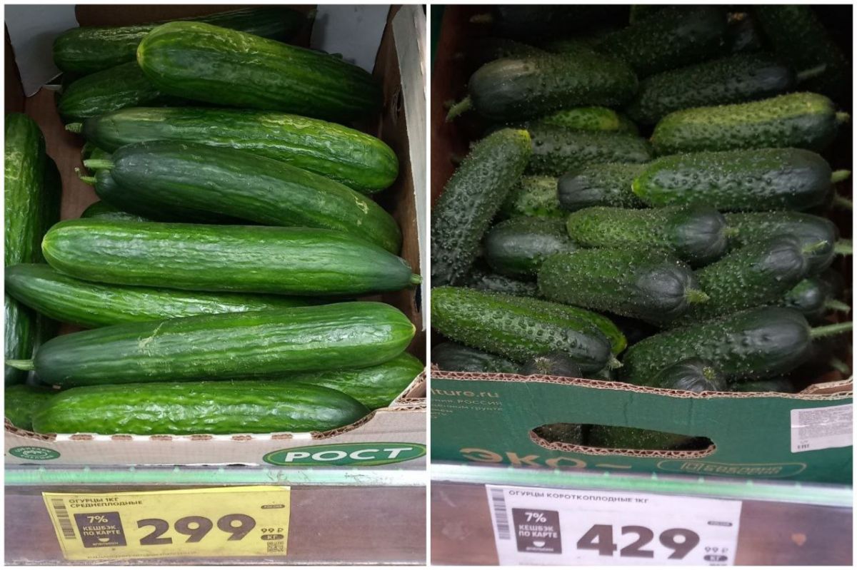 «Золотые огурцы»: сколько на самом деле стоит резко растущий в цене овощ в магазинах Воронежа?