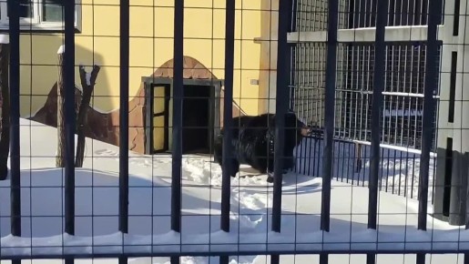 Медведица Пуша из Воронежского зоопарка уже почувствовала весну и вышла на улицу