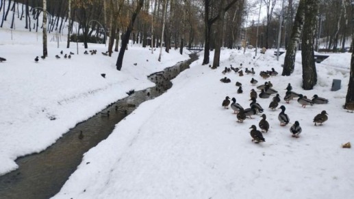 Воронежцам рассказали, как чувствуют себя утки в Центральном парке