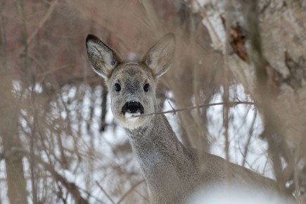 Косули из леса идут за кормом в Воронежскую область