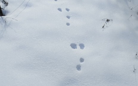 Стала известна численность крупных копытных животных в Хоперском заповеднике