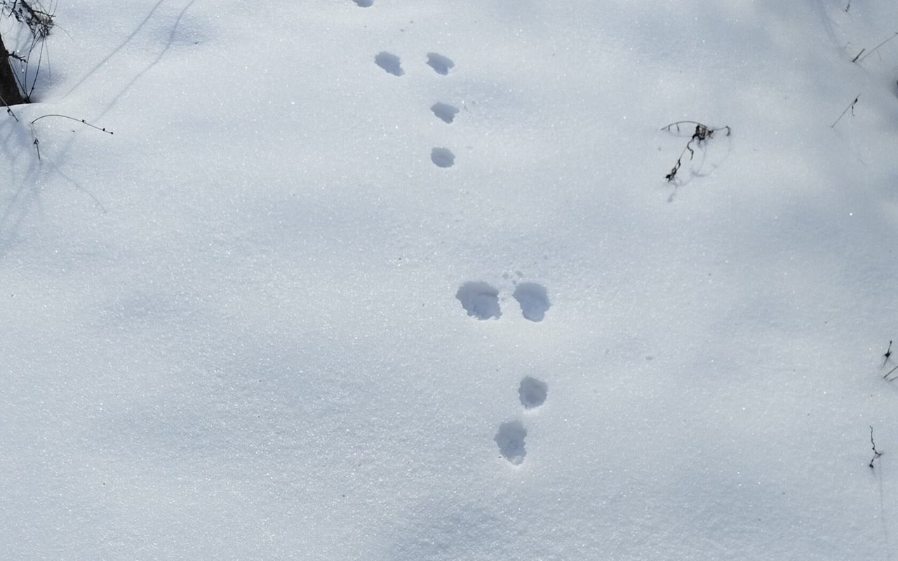 Стала известна численность крупных копытных животных в Хоперском заповеднике