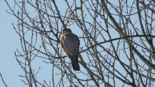 � ����������� ����������� �������� ������� ������� �����