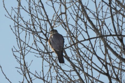 В Хоперском государственном природном заповеднике заметили редкого зимнего гостя – дербника